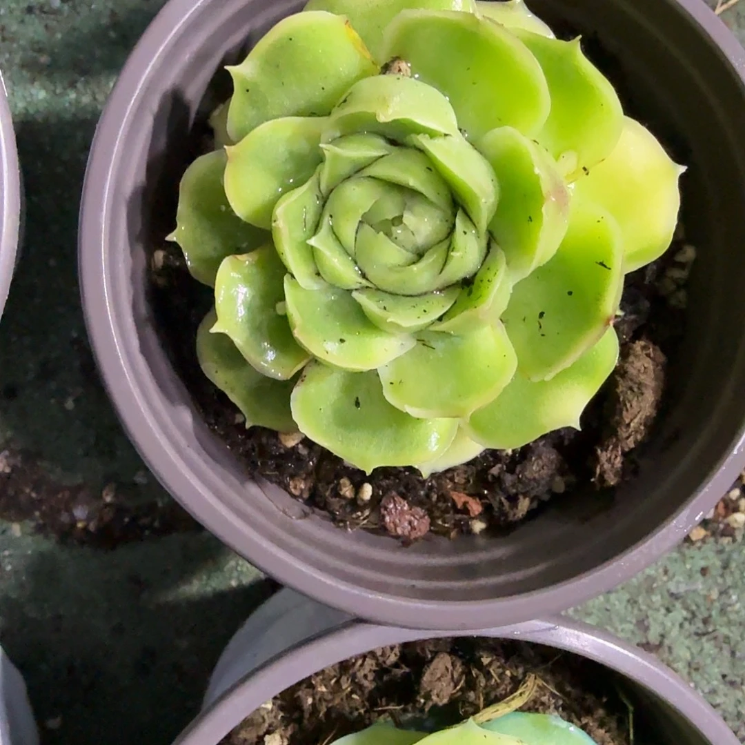 虾饺多肉植物警惕哦