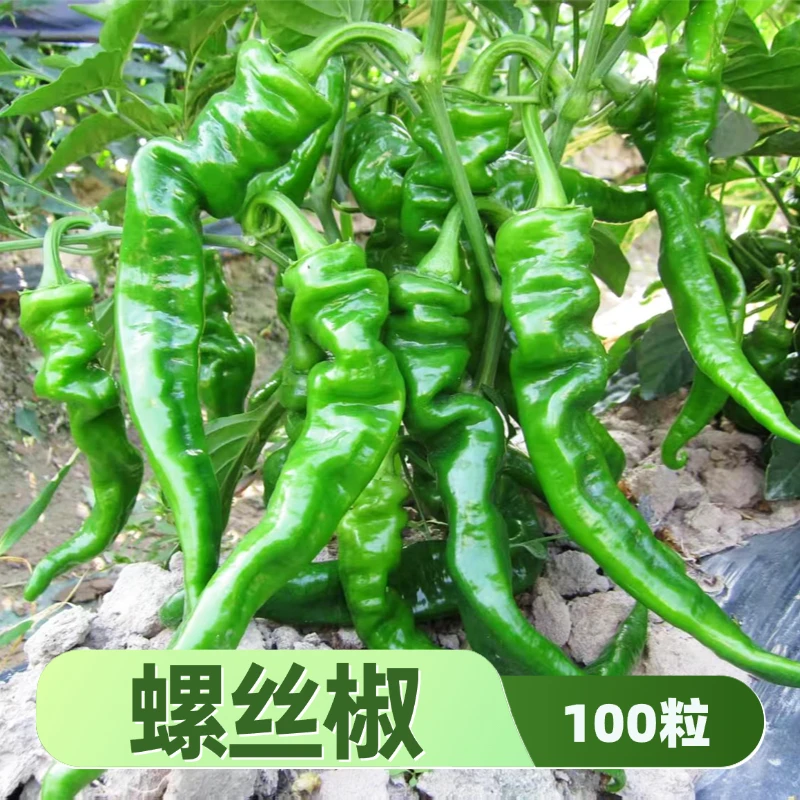 螺丝椒种子小朱爱三农甄选早熟长果薄皮辣椒种籽辣味适中菜园种植
