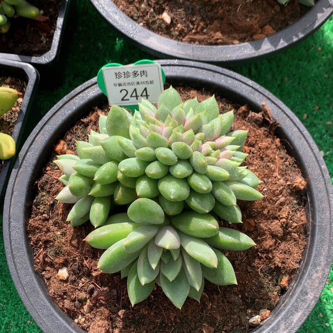 红象牙缀化无砍一物一拍244