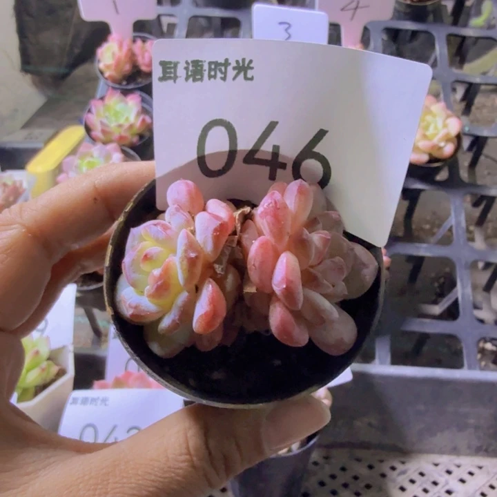 勇***你046.qqqqqqqwwwwwwqq