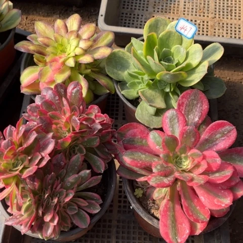 447多肉植物组合