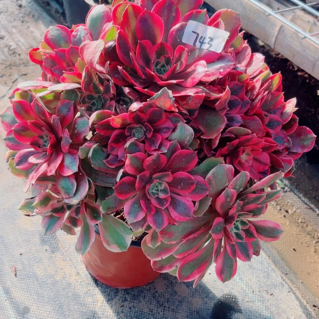 743粉女妖法师植物