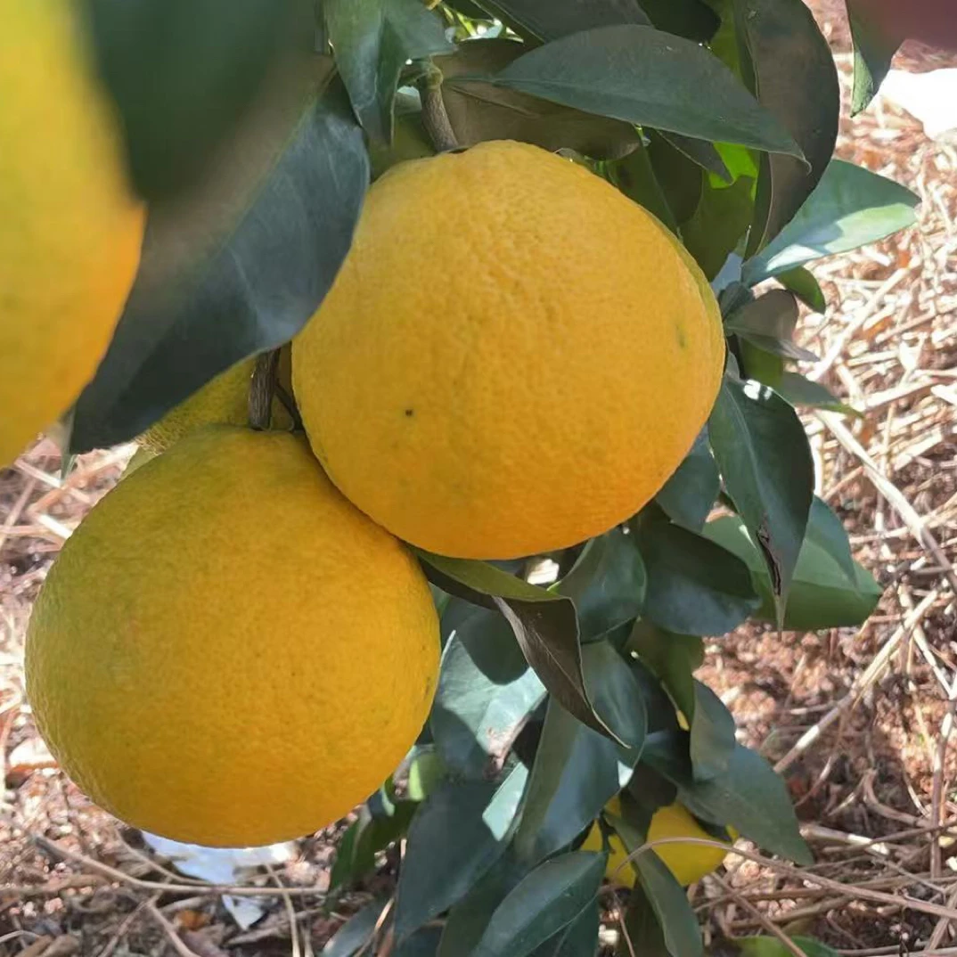 正宗爱媛红美人橙口感一级棒爆汁纯天然新鲜健康按订单现摘现发