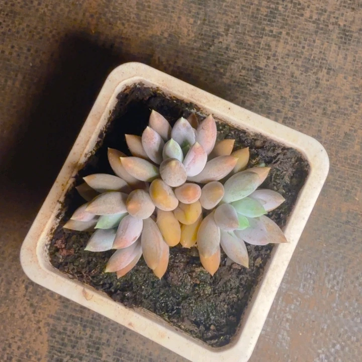 哥特福利3头111111111