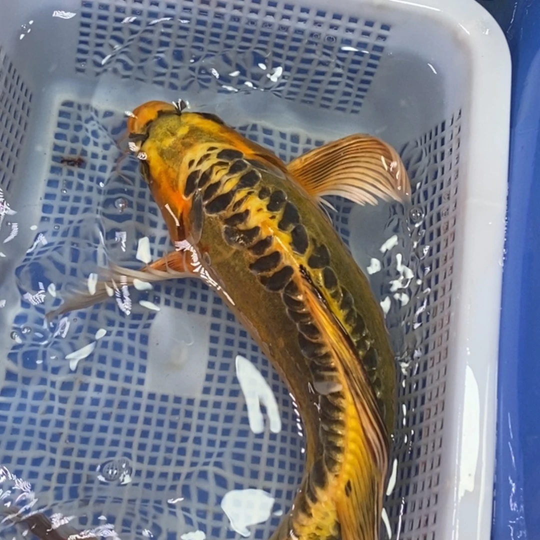 锦鲤冷水锦鲤包邮