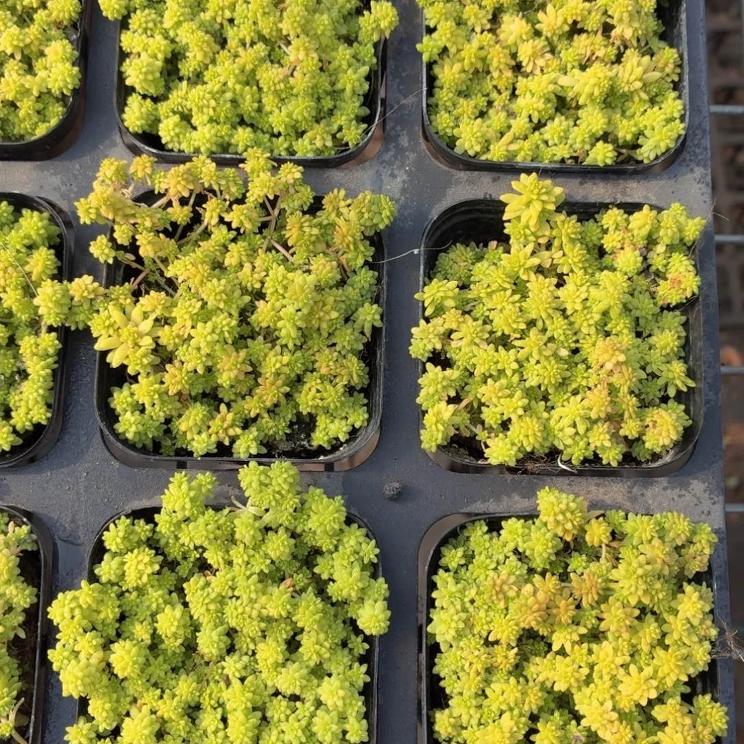 黄金草多肉9.9包邮发货