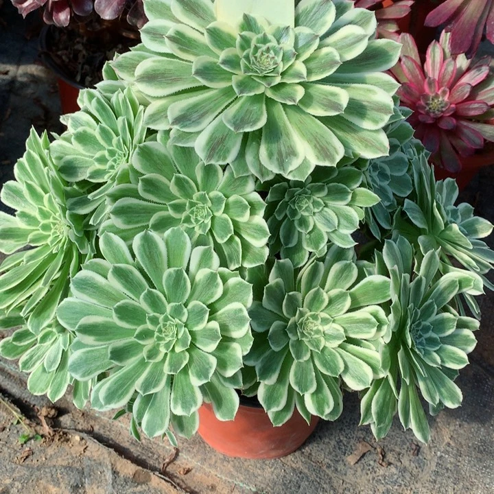 用**芳9碧浪多肉111111