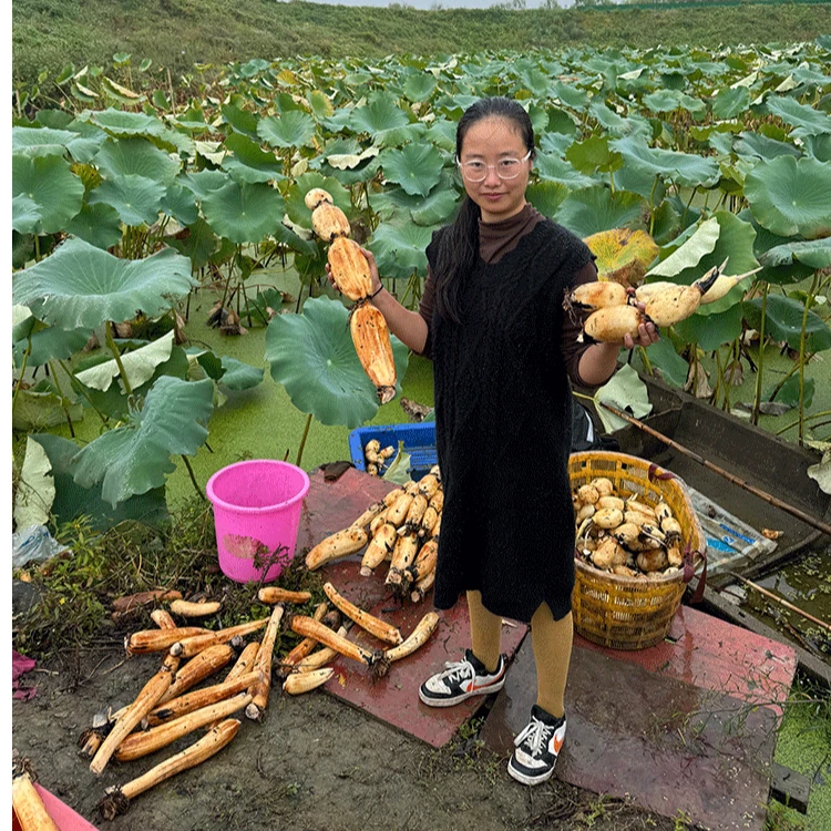 粉藕（爆粉）煲汤藕夹炖肉蒸煮都可以，当天挖当天发自己家的面藕