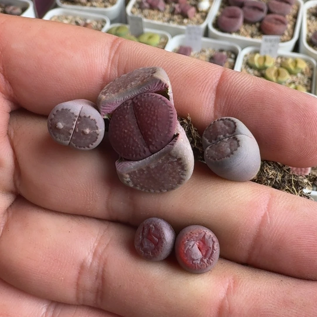 慧G080全窗紫巴里和酒红全窗回交一年