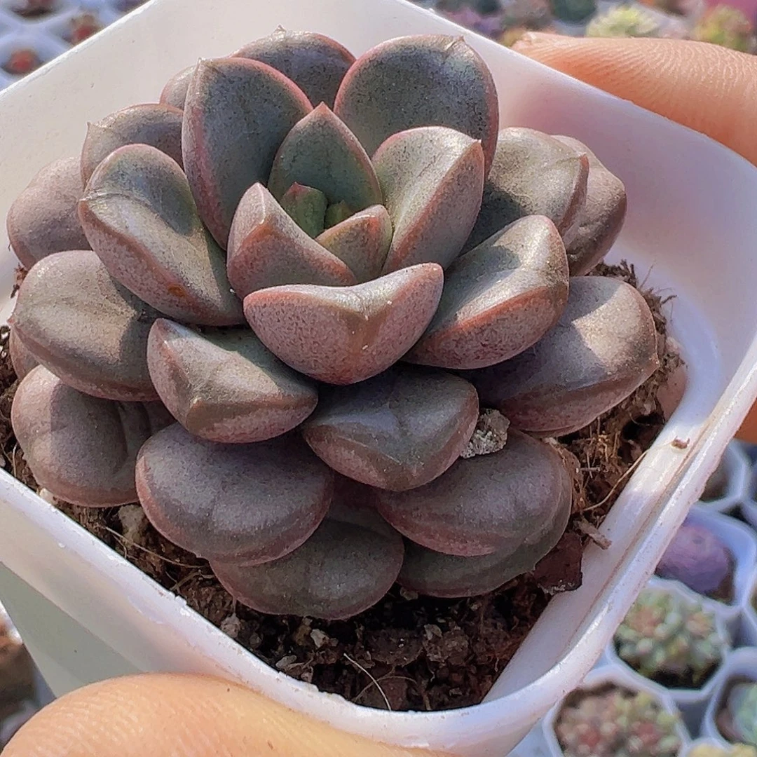 葡萄19包邮多肉植物