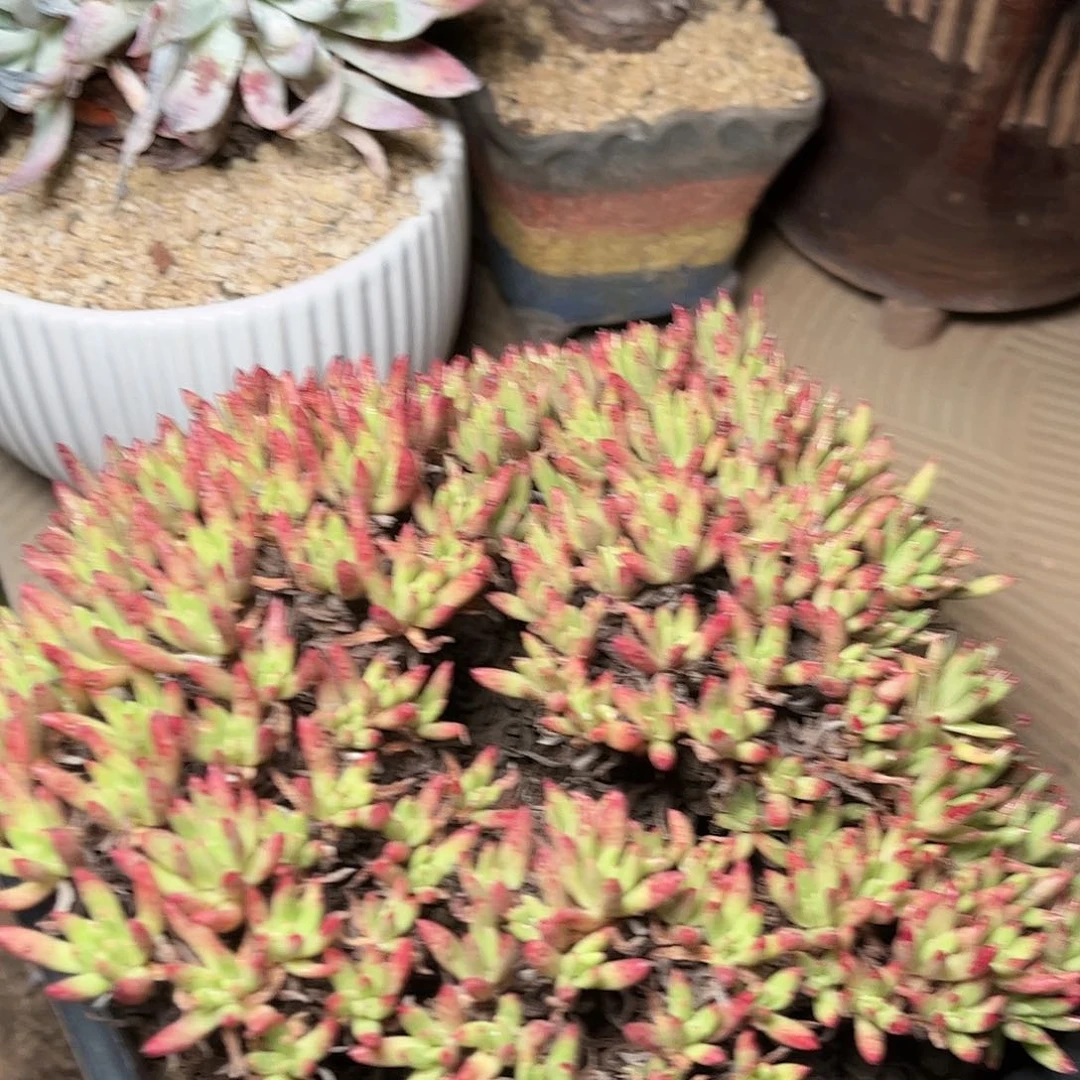 2721维斯新达多肉