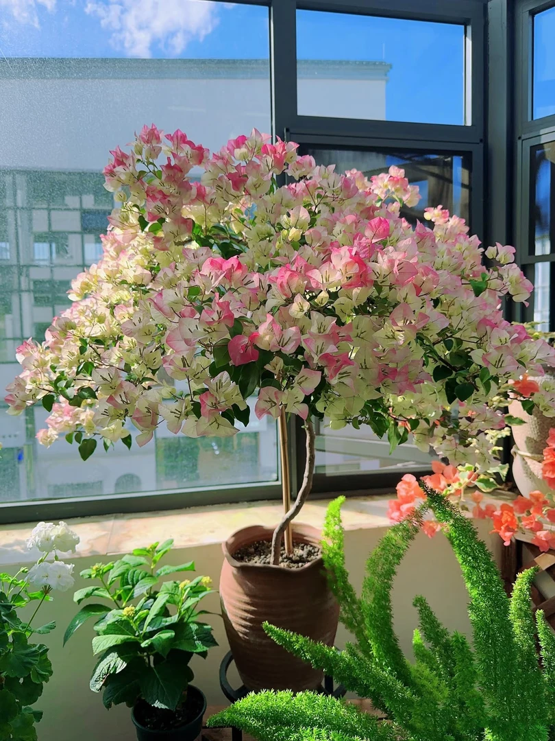 【绿樱】三角梅花卉勤花四季开花基地直发