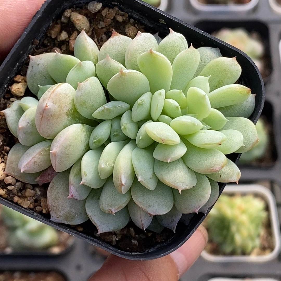 恩宠缀化30包邮非偏远