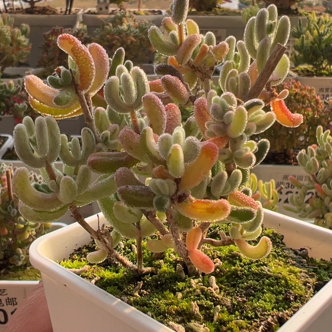 9-168枝干番杏多肉稀有超紫阴阳拉丝七方盆老桩