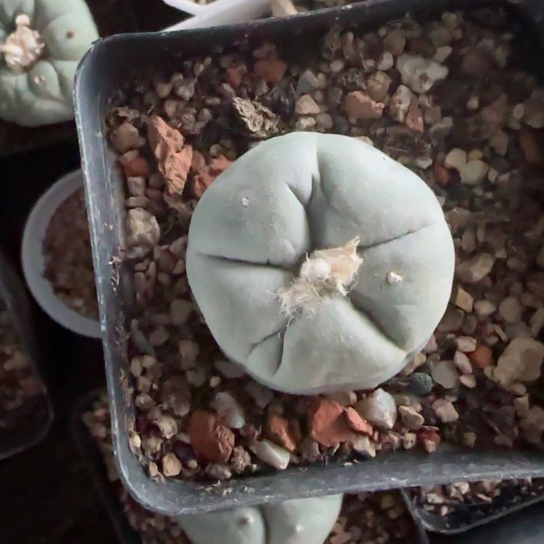 实生草球多肉00000