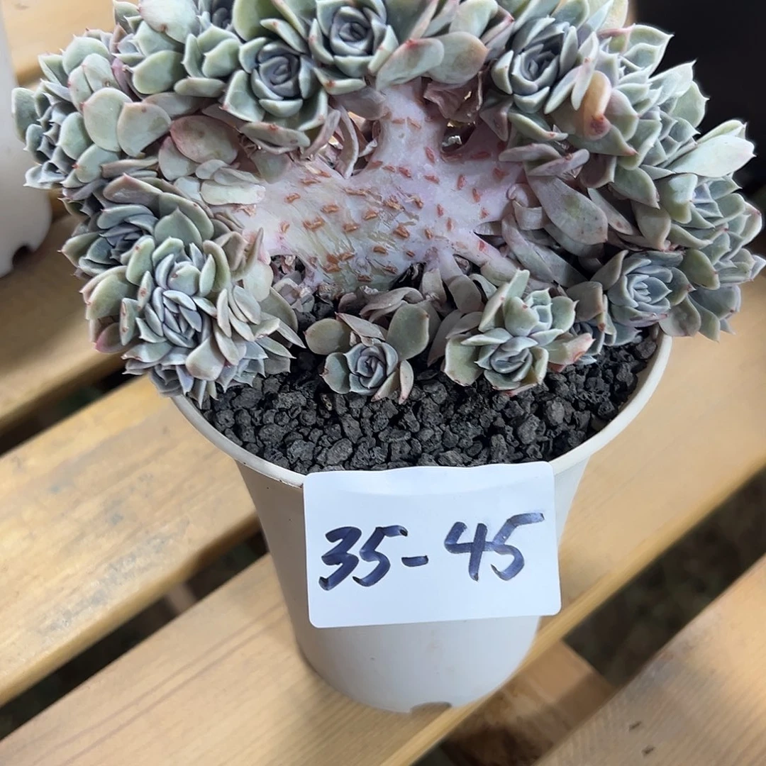 d**超35+45汉堡朵朵缀多肉寄养