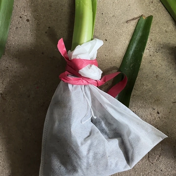 无花朵异域仙女3号