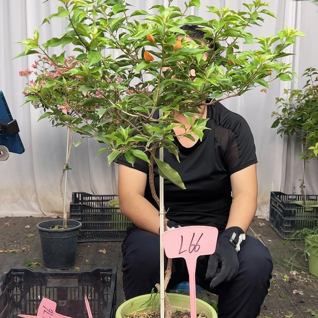 花***2当前无花栽培后可以开花L66橙桑巴