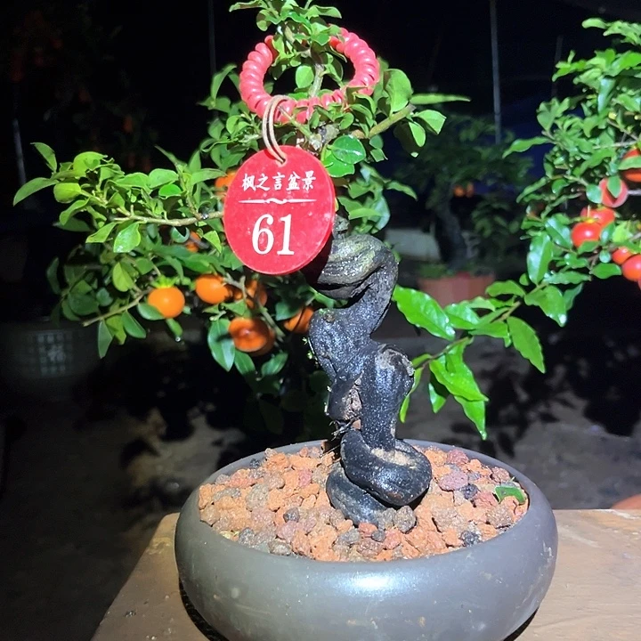 辰***生当前无花栽培后可以开花