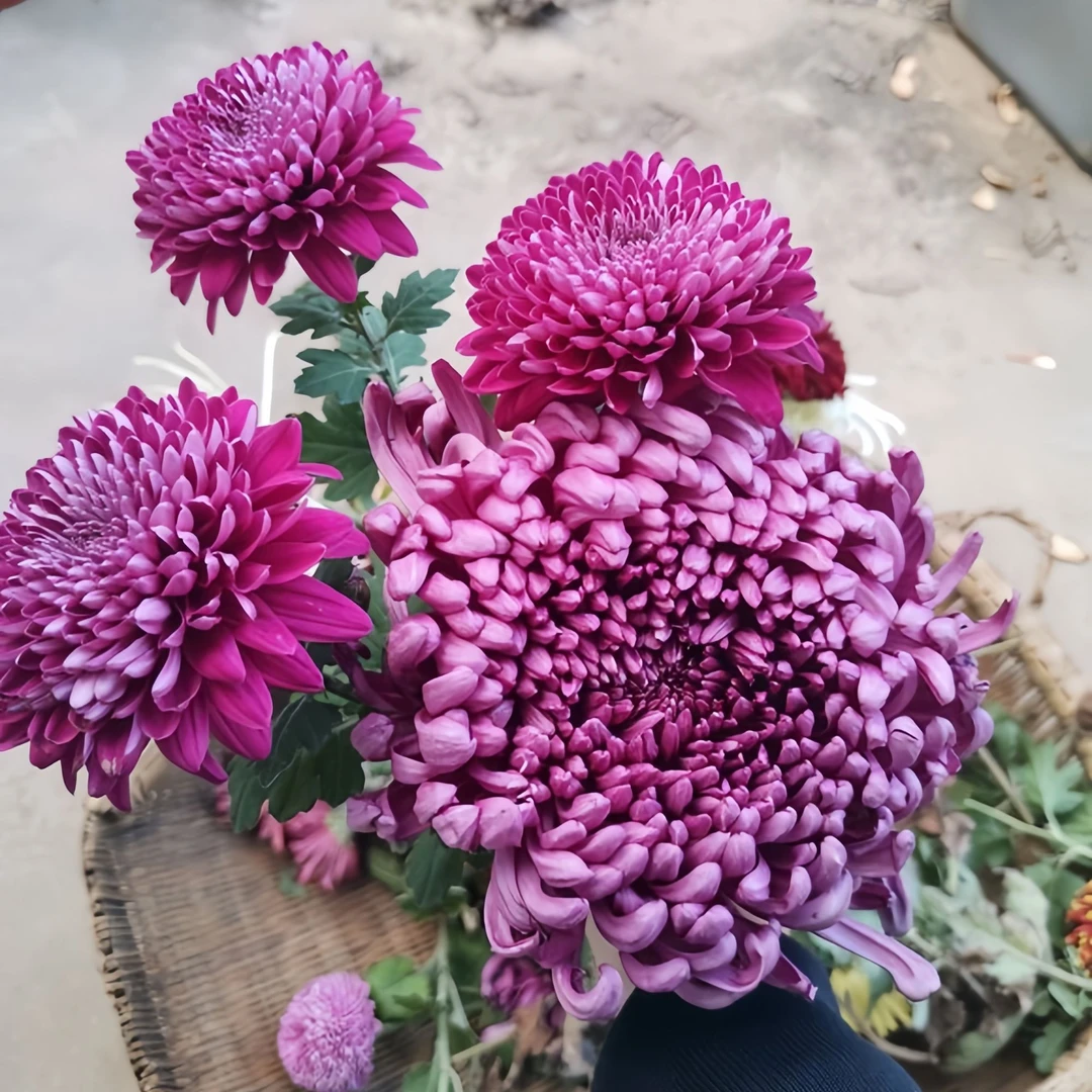 菊花苗切花小菊合集小苗对版耐热耐寒园艺多头菊好养盆栽植物秋菊