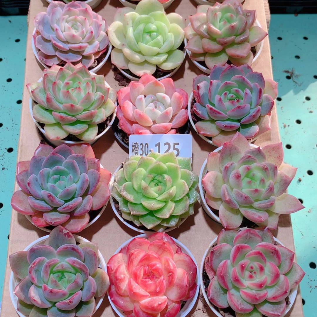 不***v30-125一物一拍多肉带盆18颗