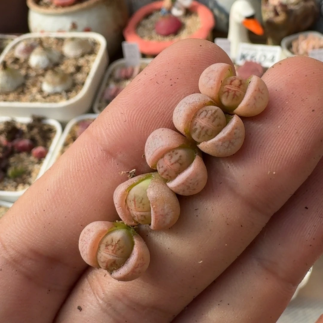 7*pF129哈默红纹线招福