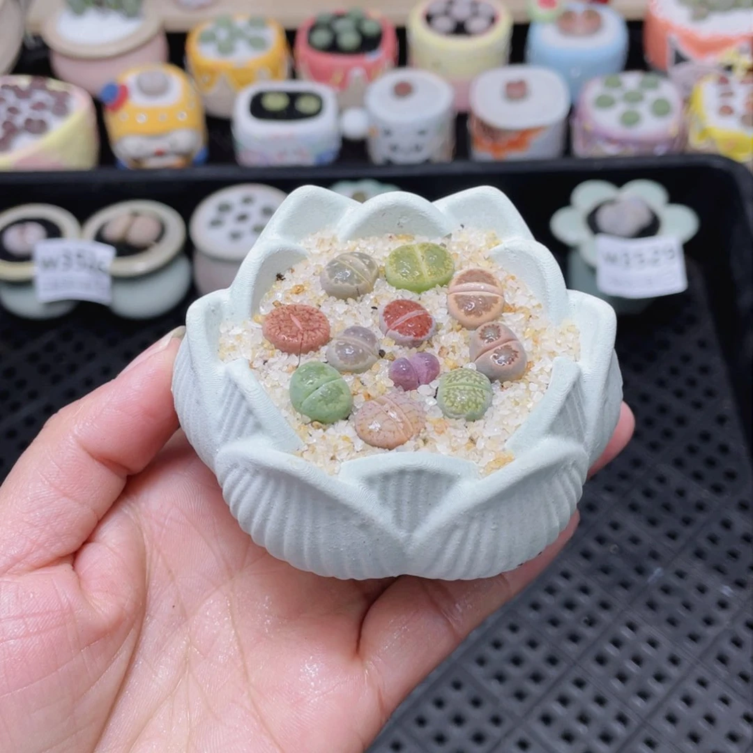 w3530 -零下地区拍保温箱-15支持寄养