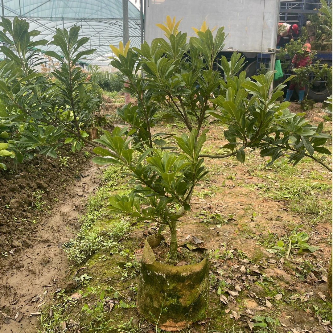 东魁杨梅苗黑炭杨梅苗三年大苗带土带叶盆栽地栽南方果树正宗嫁接