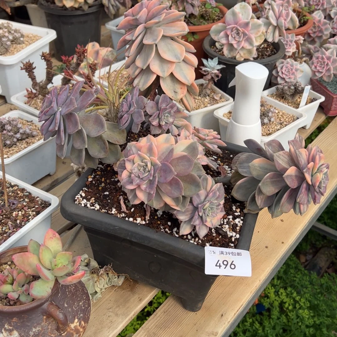 496多肉植物纤维维生素