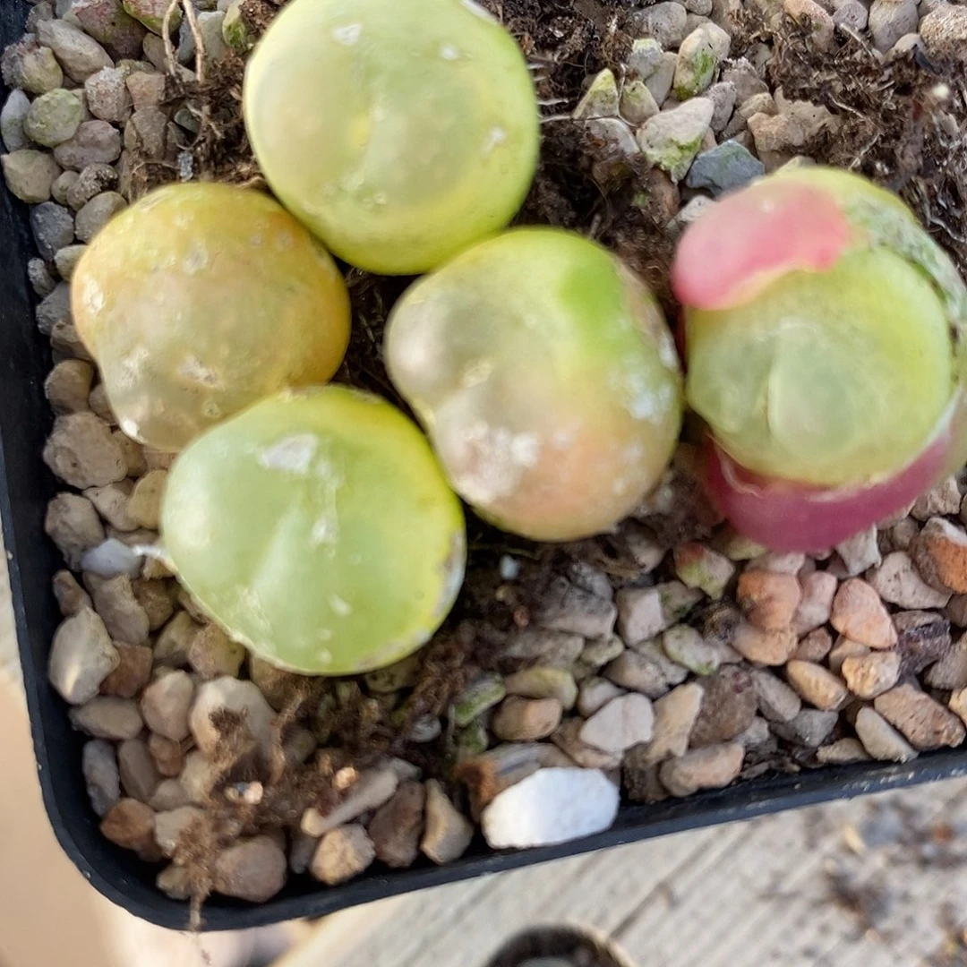 2817紫皮拉登有瑕疵一组。