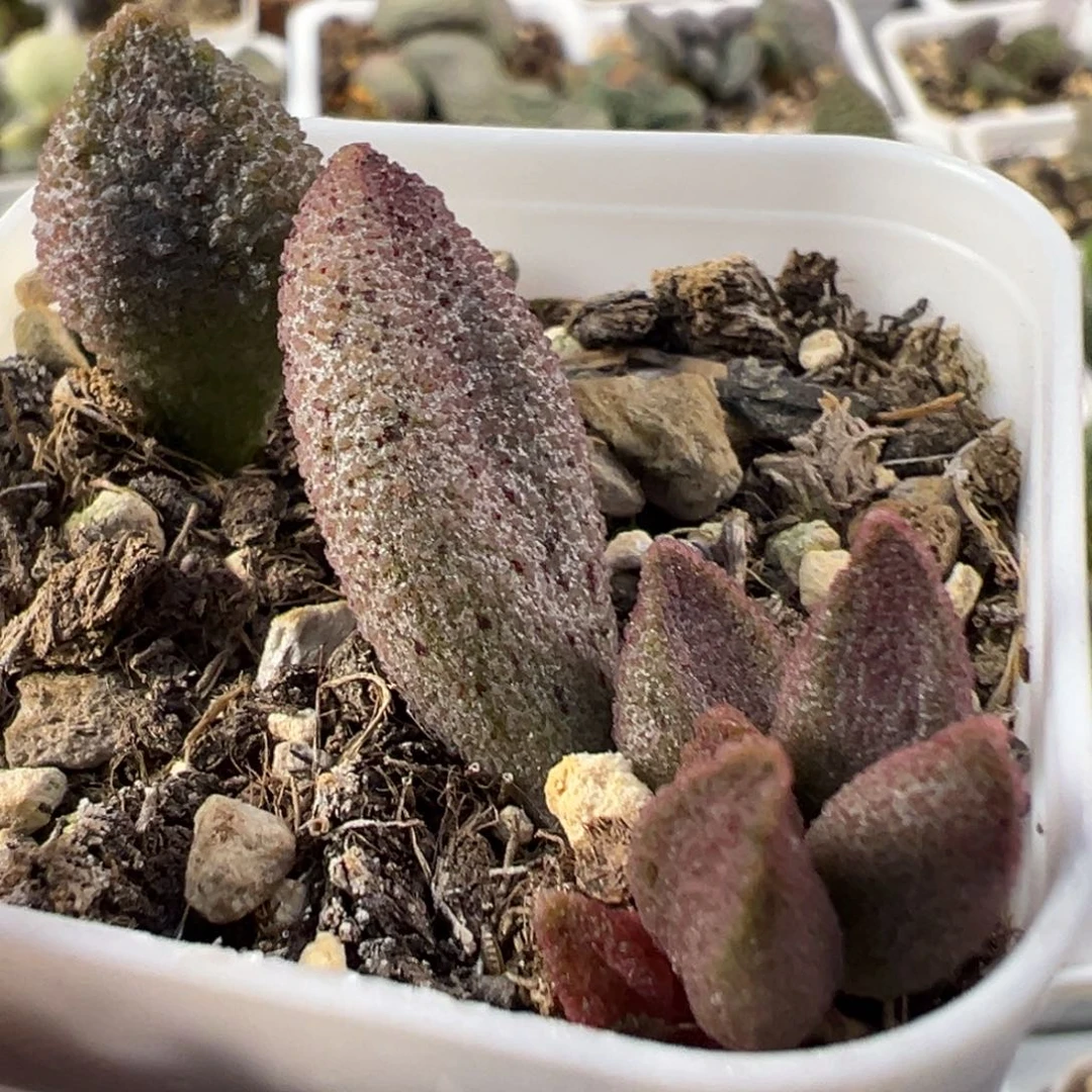 暗恋加黑酱两颗一起多肉植物