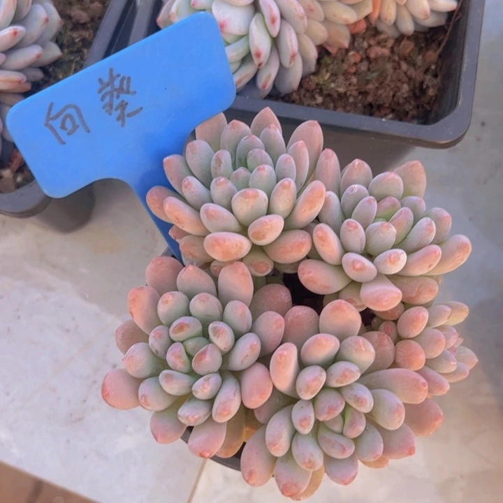 健健康康平平安安