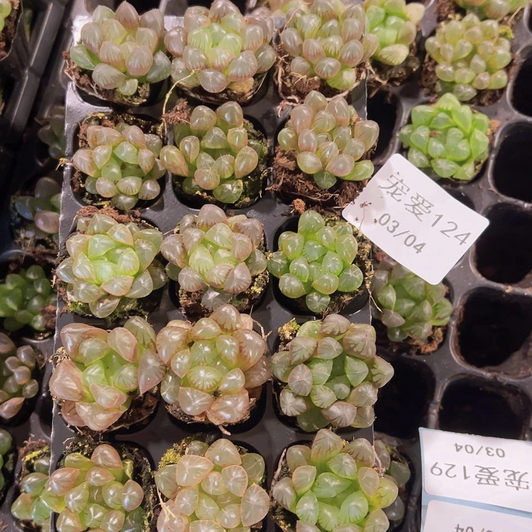 直播福利一物一拍124