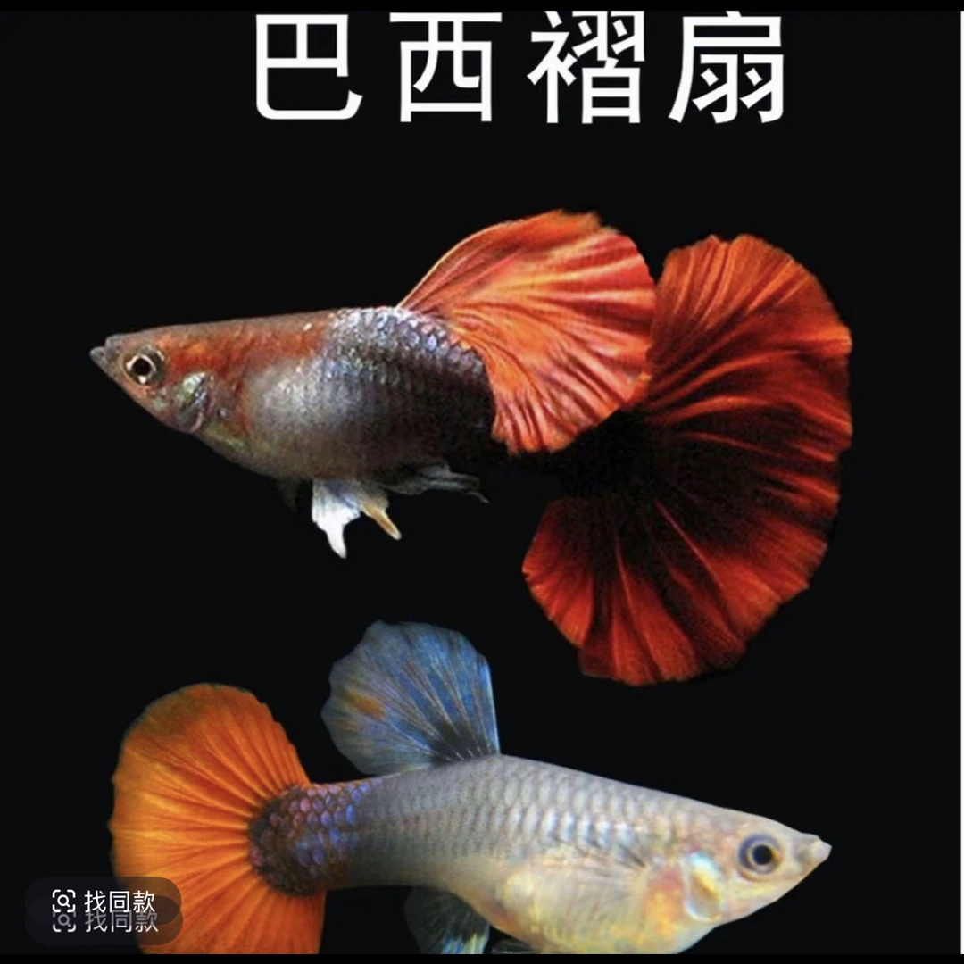 小型热带鱼淡水鱼观赏鱼孔雀鱼精品巴西折扇（入缸后不包损）