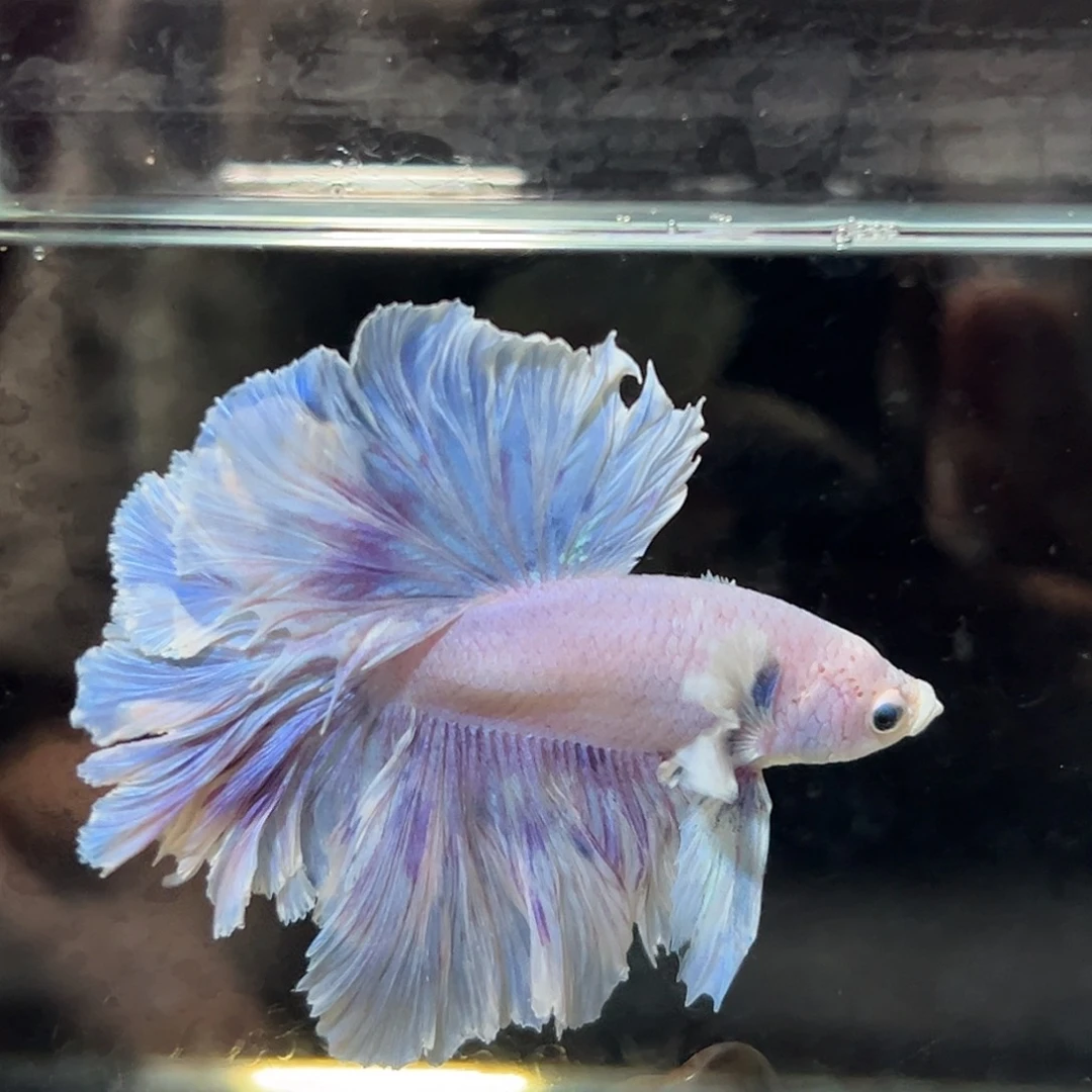 斗鱼17号很有格调的紫色大耳