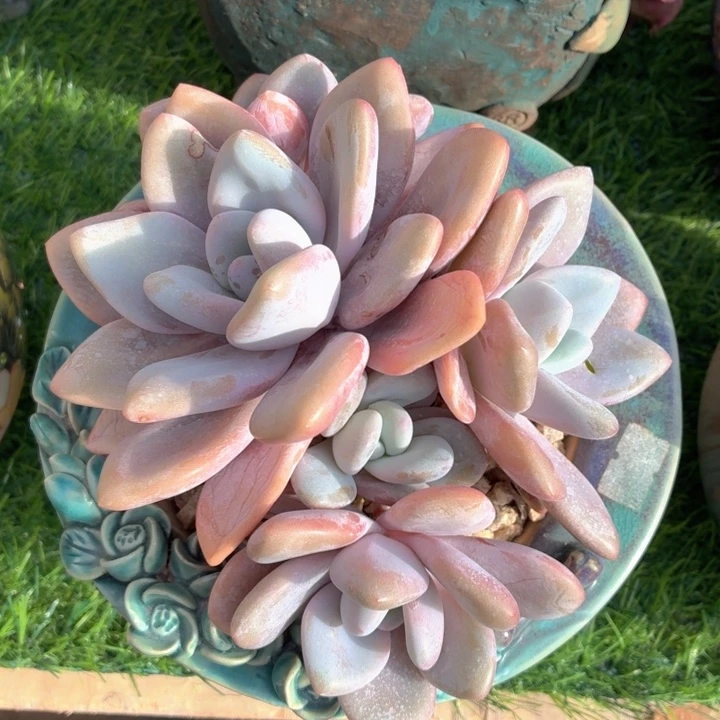 多肉植物 粉兔一物一拍-4