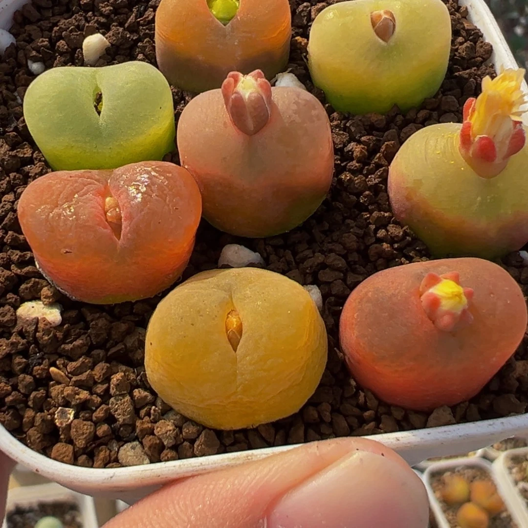 066多肉植物种类多样