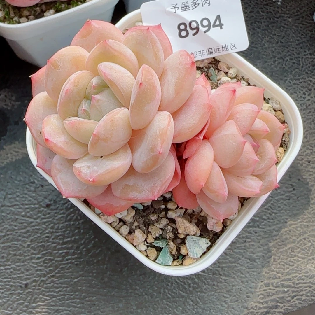 孤品，8994多肉植物