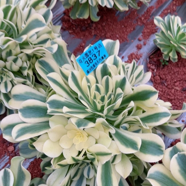 绿豆沙3837多肉植物