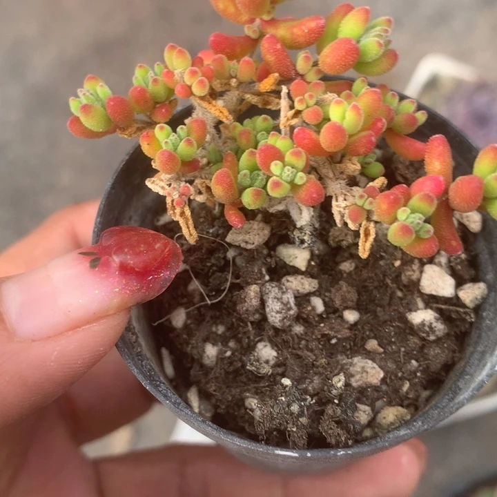 红宝石。（满9.99包邮不满9.99发空盆）