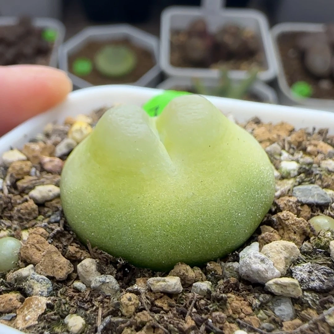 馒头拉登2.4+多肉植物742