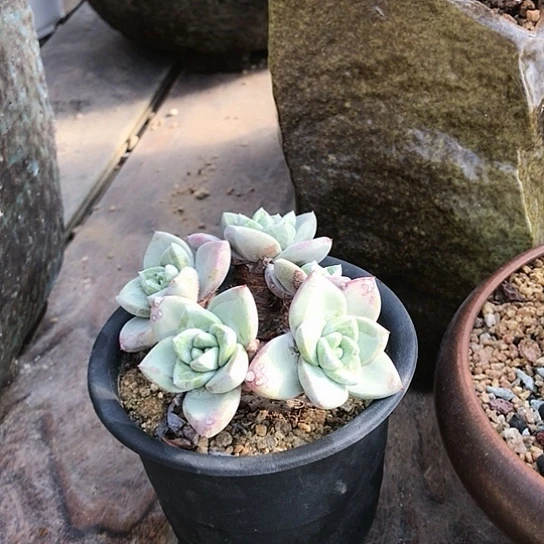 韩货苹果叶仙女棒杯