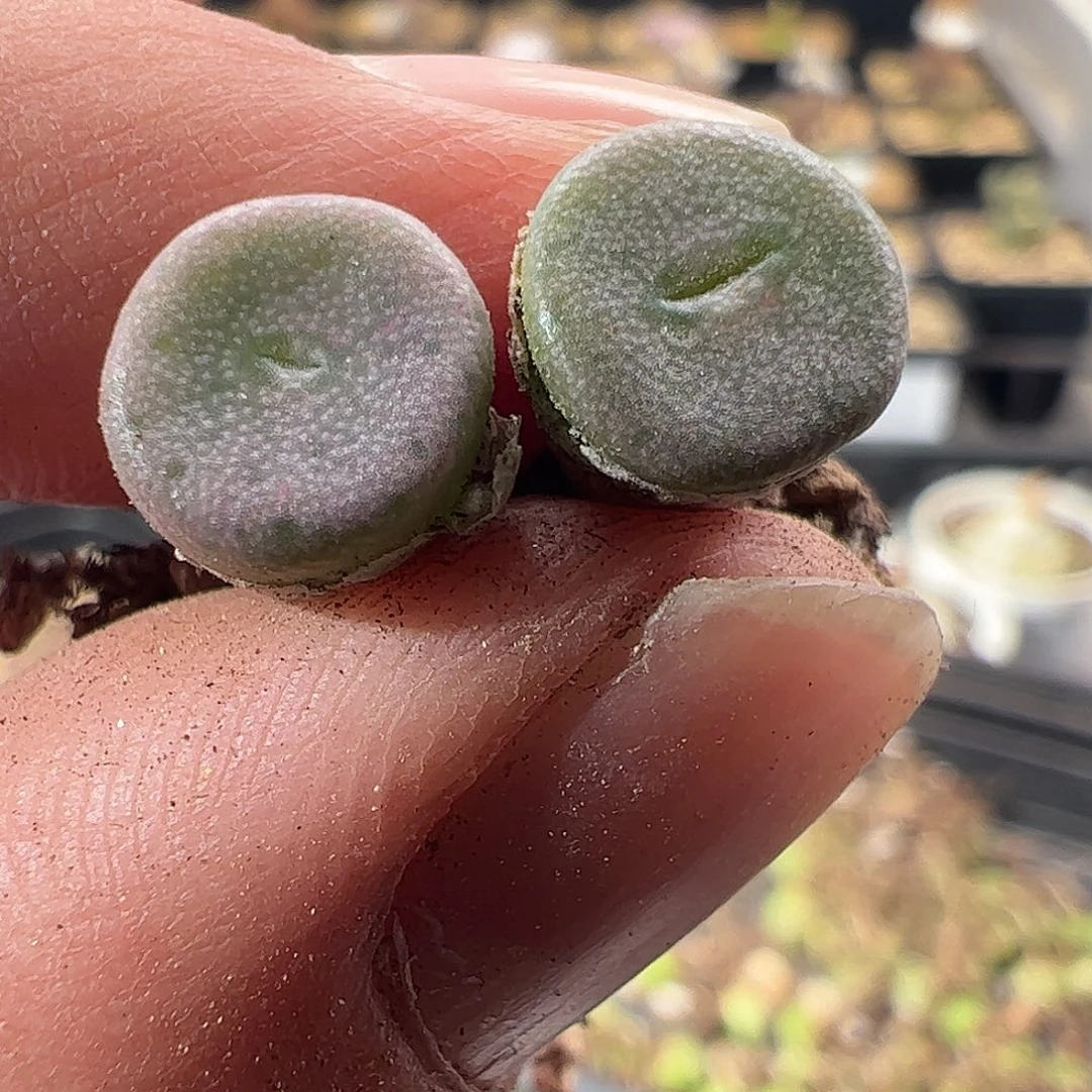 一物一拍。RY1788黄花S纽扣308