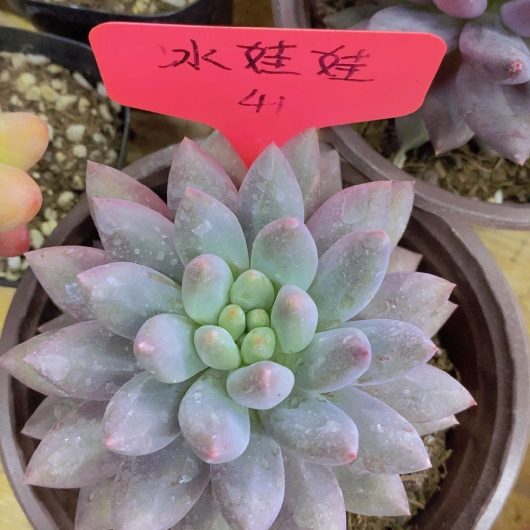 开心多肉植物多肉