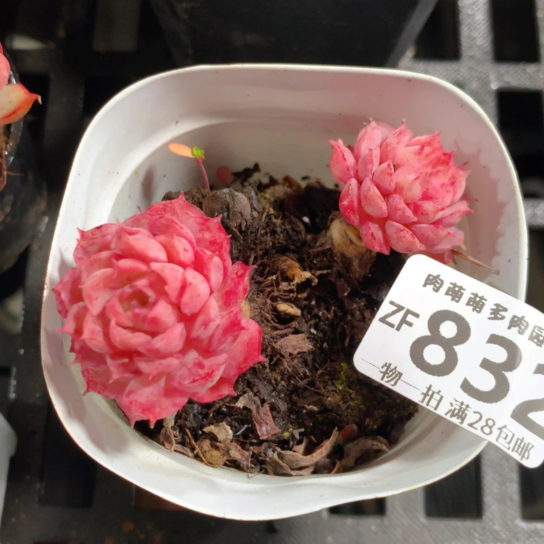 5CM拇指盆精控多肉ZF832