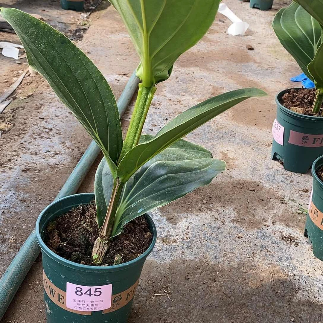 幸**我木本花卉845