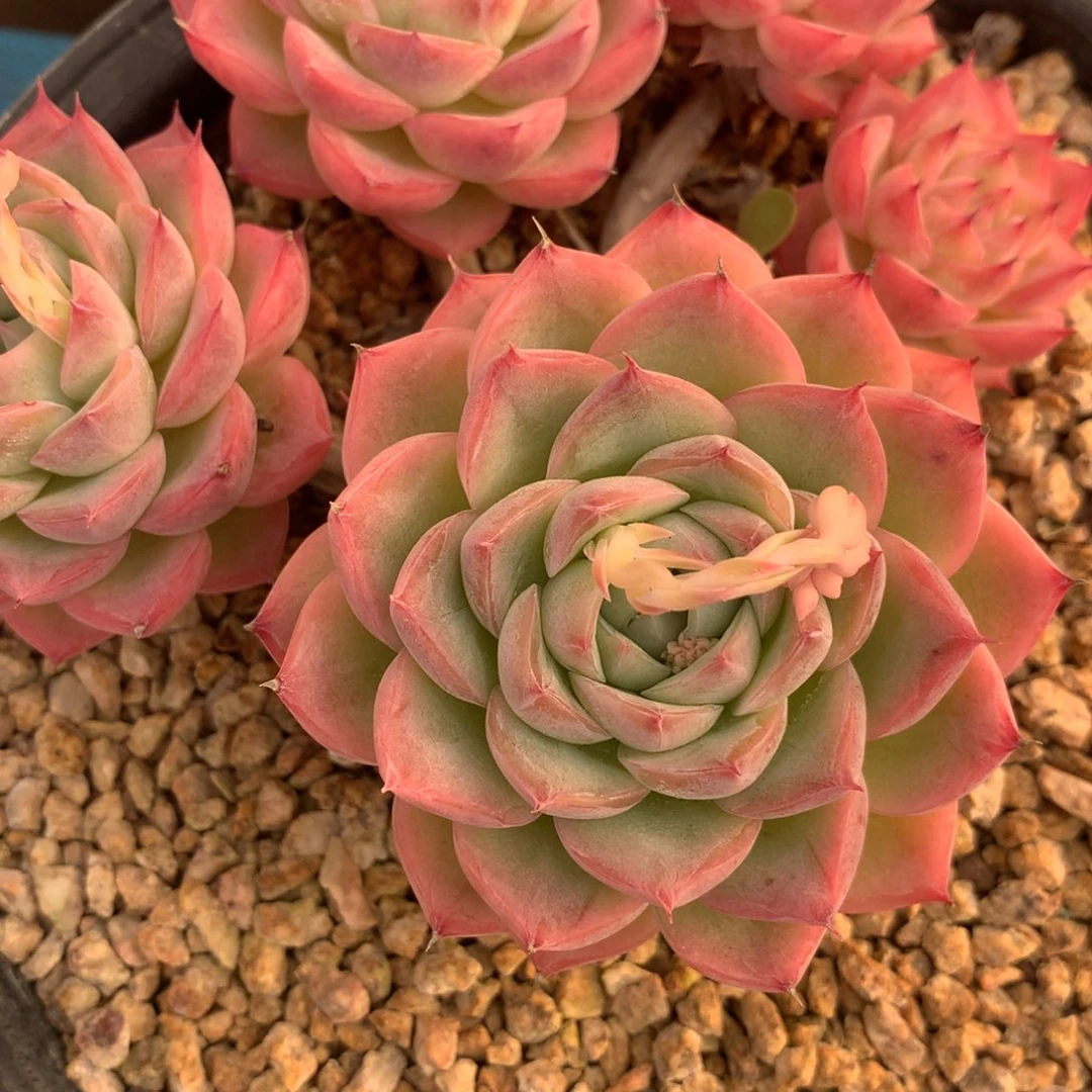 J****o350212-10水晶3不包整