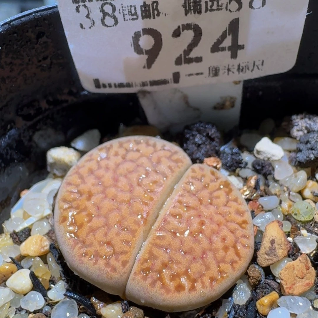 Ssss精品生石花924卡2