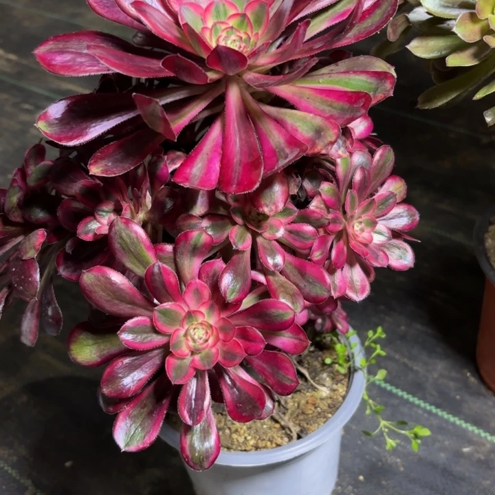 瑞妈一物一拍359