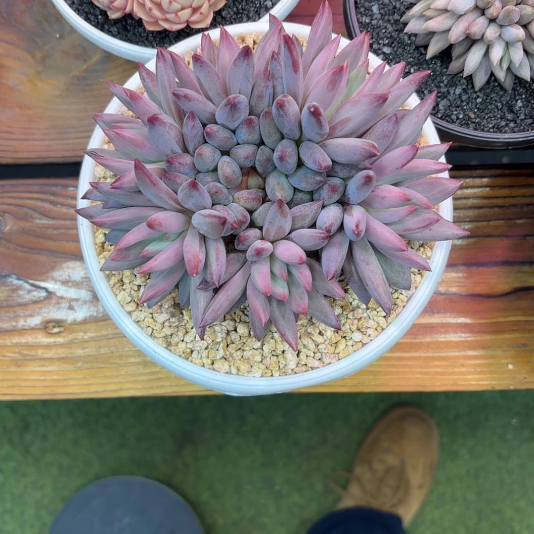 花****羽毛纹虞美人，多肉植物